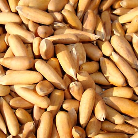 Pinenuts In Shell – Premium