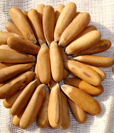 Pinenuts In Shell – Jumbo