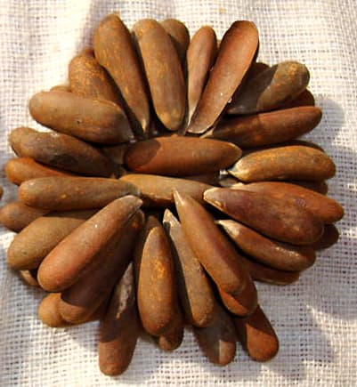 Pinenuts In Shell – Deluxe